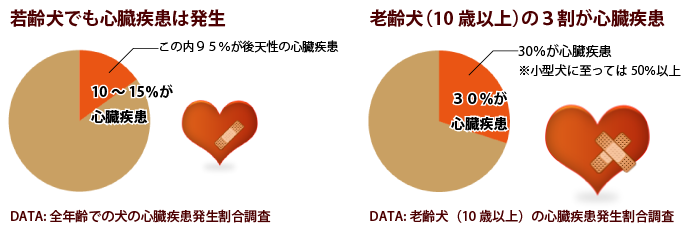 心臓疾患の割合は高い