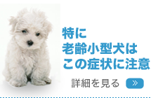 特に老齢小型犬はこの症状に注意　詳細を見る