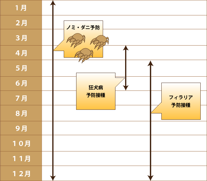 予防接種 フィラリア予防について 池上アクア動物病院 東京都大田区 循環器疾患に強い動物病院